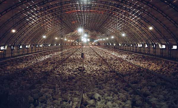 Thiết kế chuồng nuôi gà có mái nhà hình vòng cung giống như đường hầm để kiểm soát nhiệt độ tối ưu